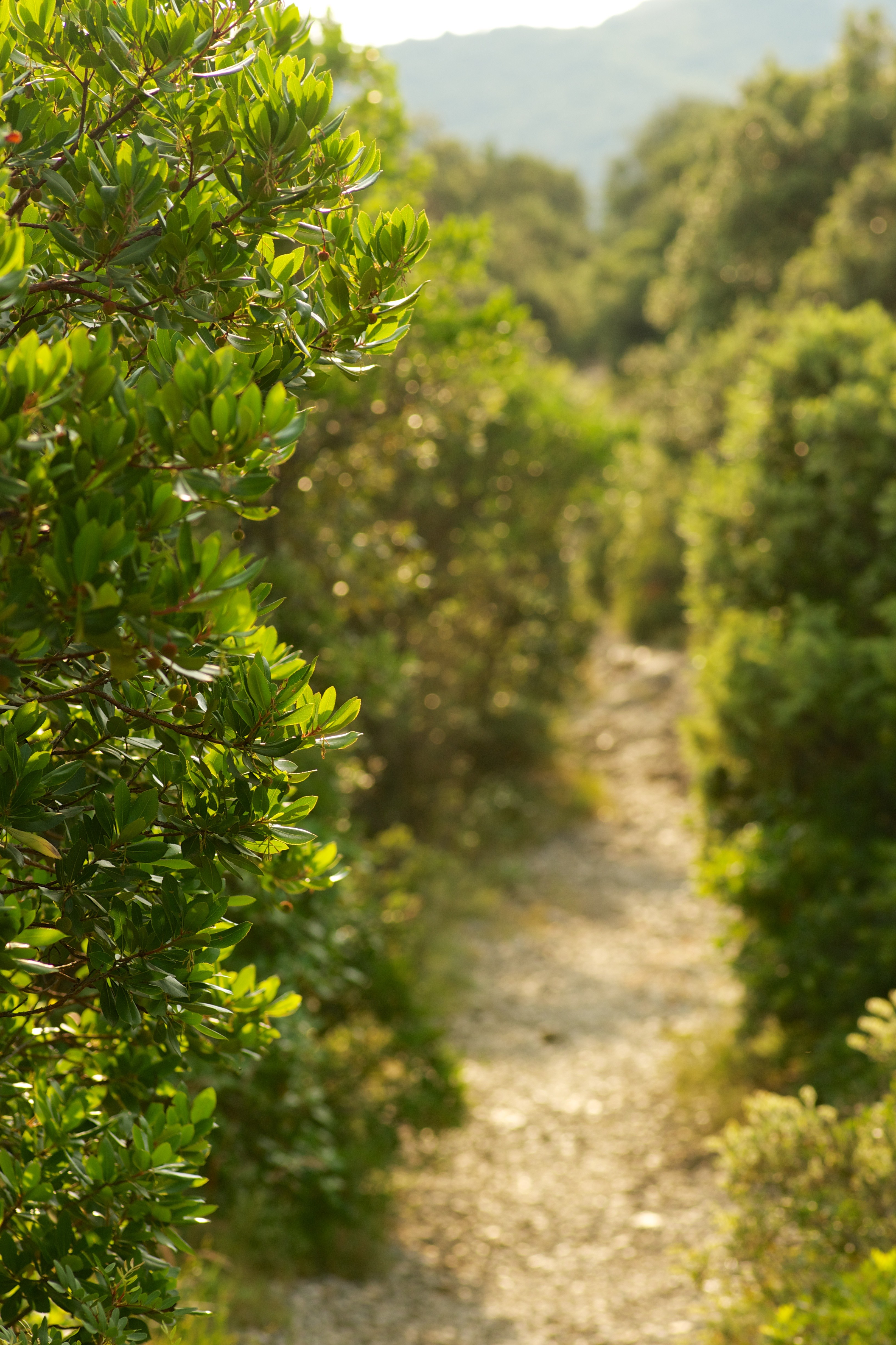 chemin vers le pic st loup