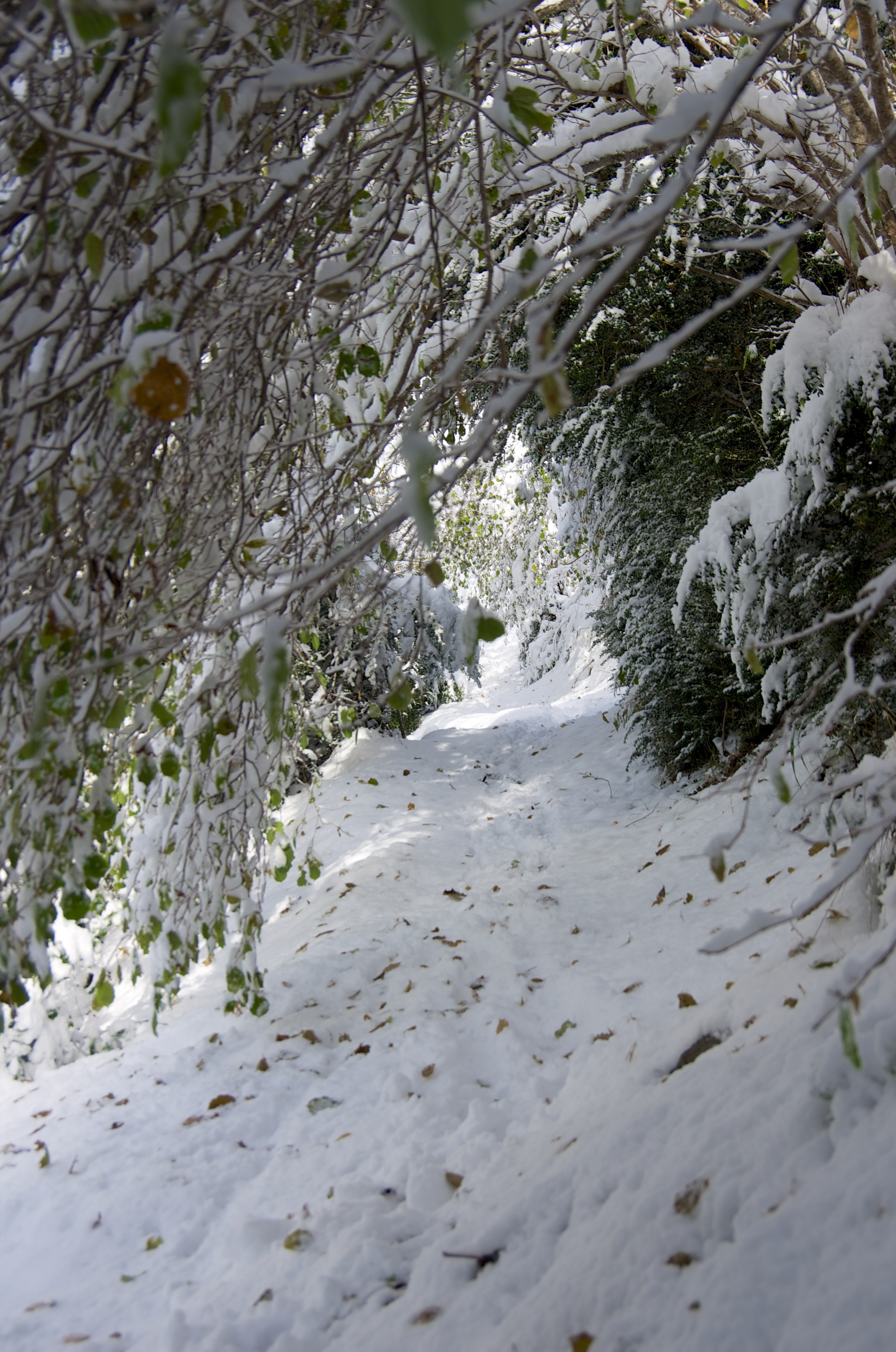 chemin enneigé