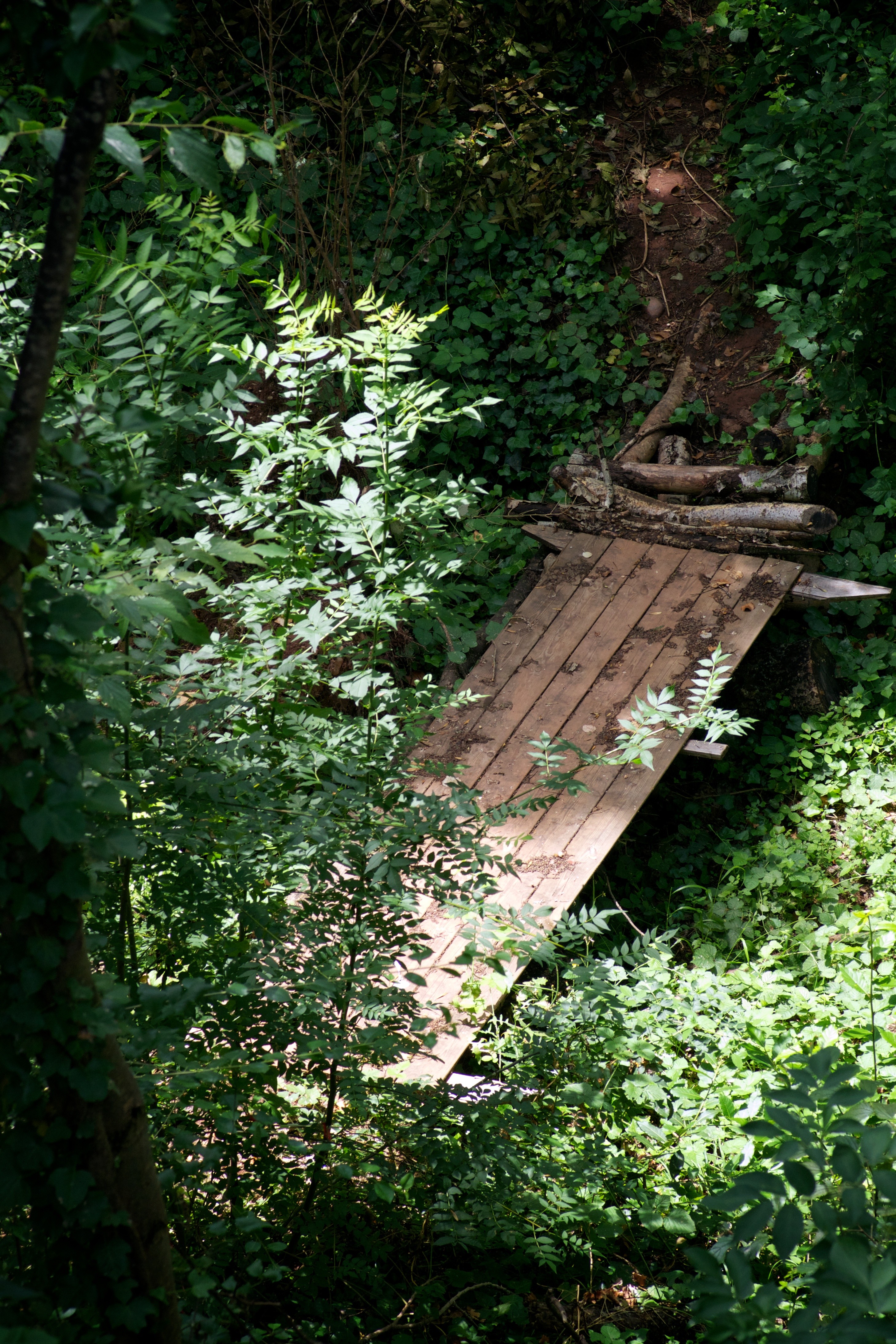 Passerelle dans la foret